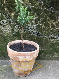 Growing a rosemary topary