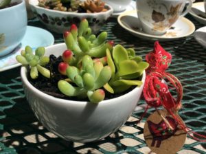 Jelly Bean Succulent in a teacup