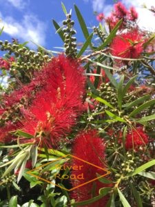 Native Pohutukawa tree flowers