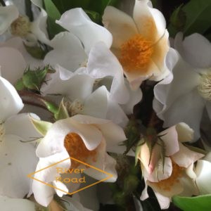 White bramble roses