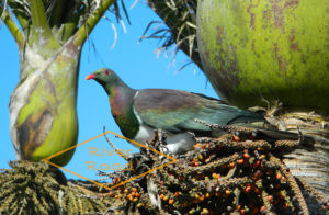kereru / NZ wood pigeon / kukupa